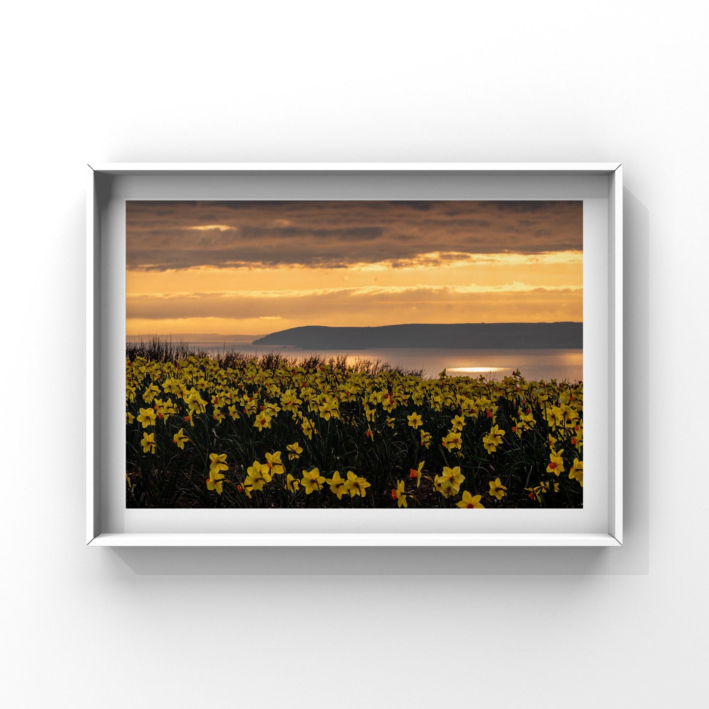 Cornish Daffodil Sunset Print
