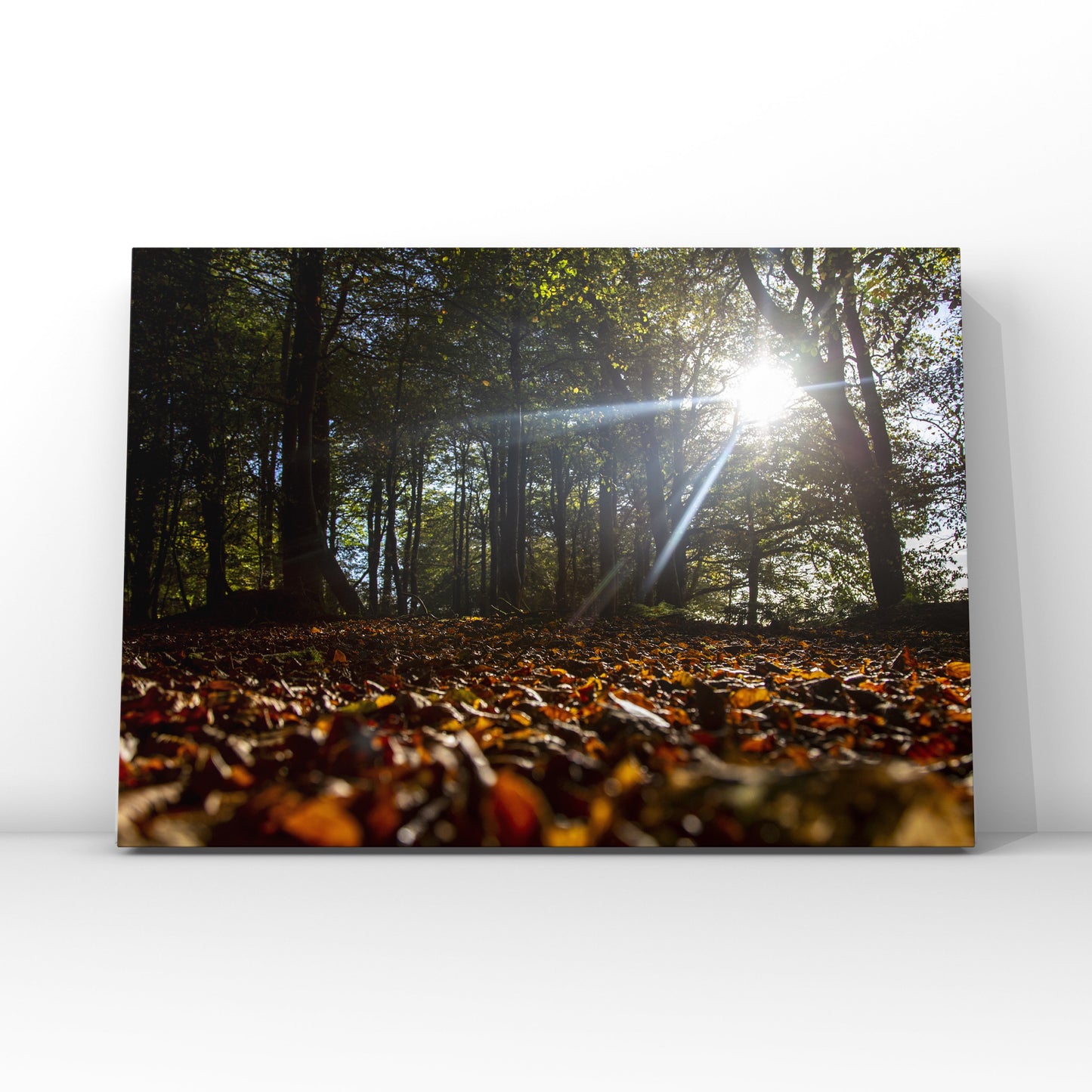 Autumn Woodland Print Picture