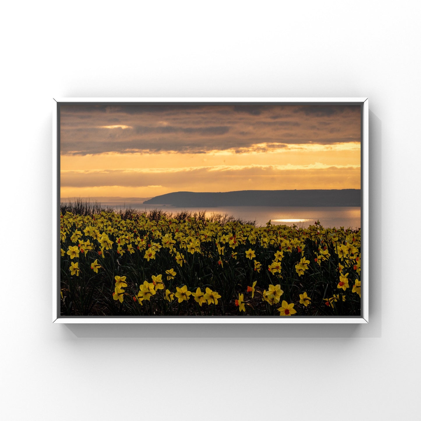 Cornish Daffodil Sunset Print