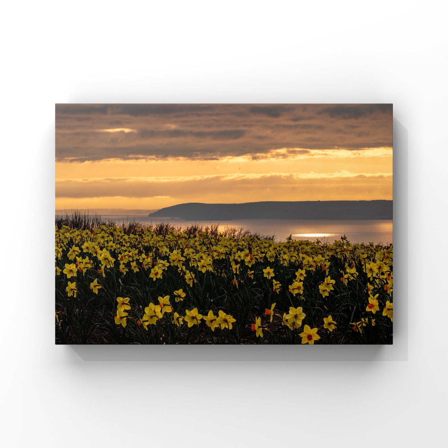 Cornish Daffodil Sunset Print