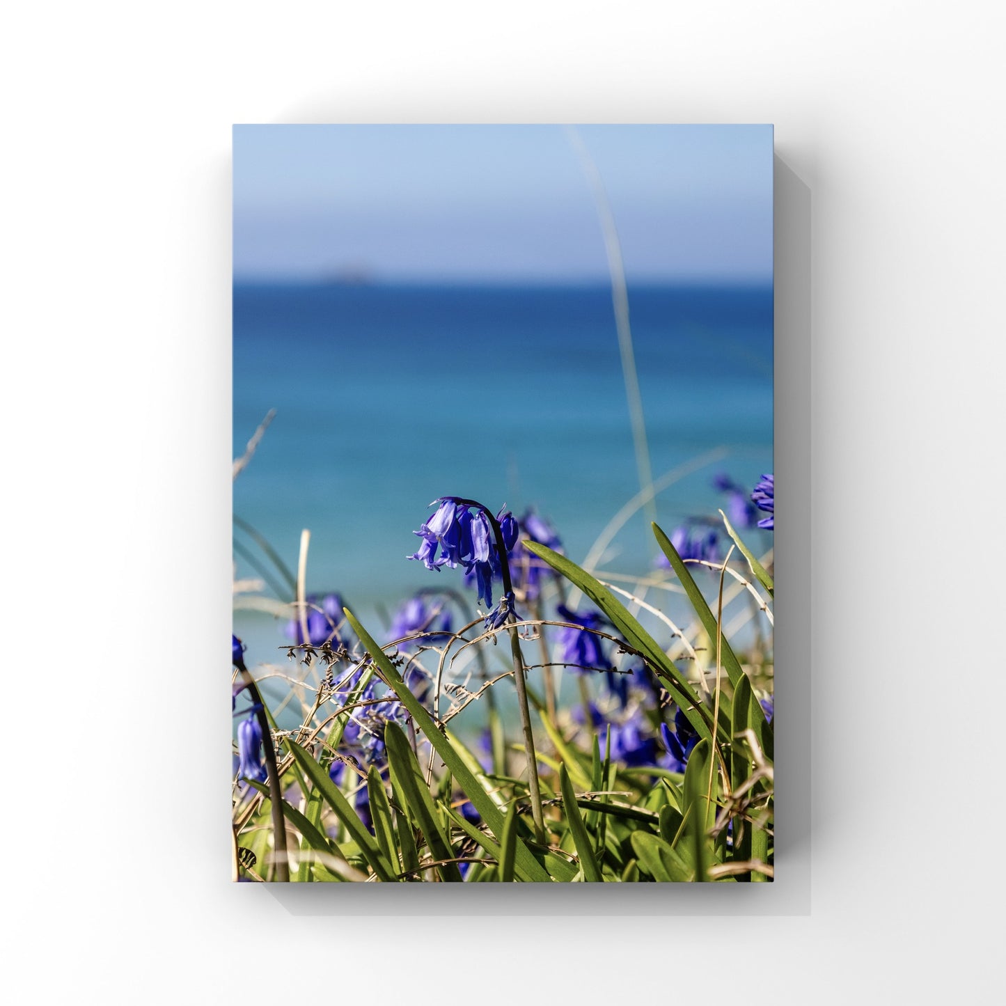 Bluebells at the Beach Sennen cove Cornwall