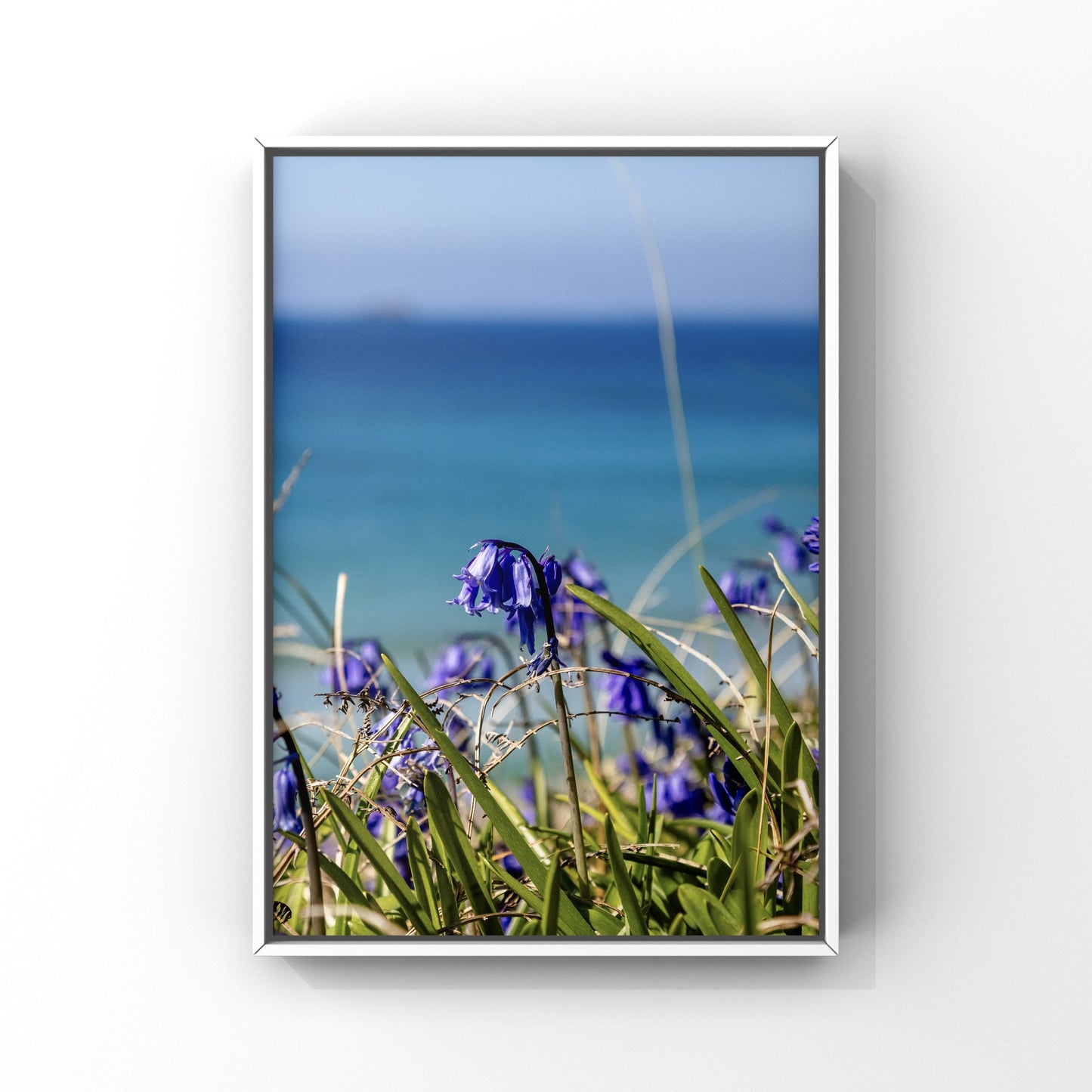 Bluebells at the Beach Sennen cove Cornwall