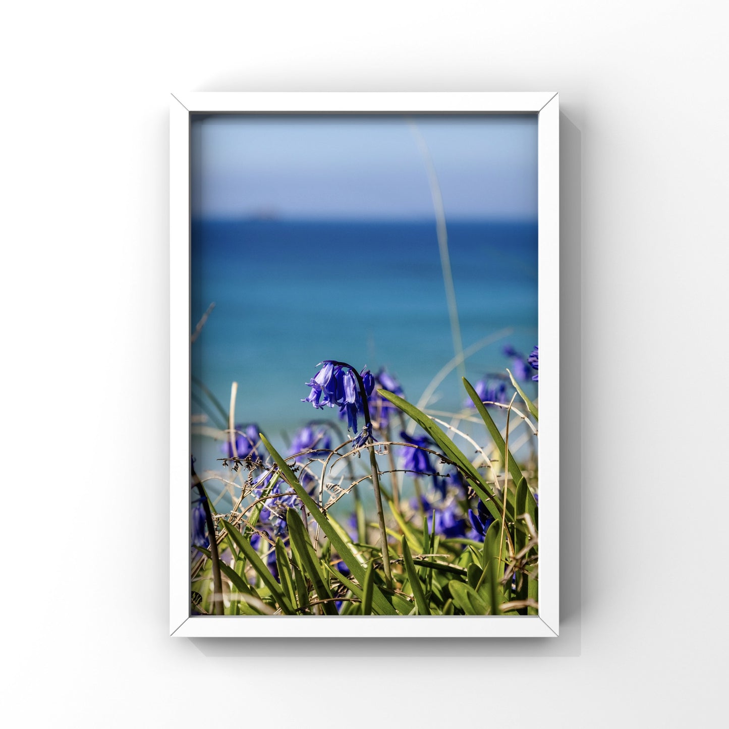 Bluebells at the Beach Sennen cove Cornwall
