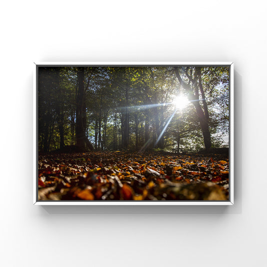 Autumn Woodland Print Picture