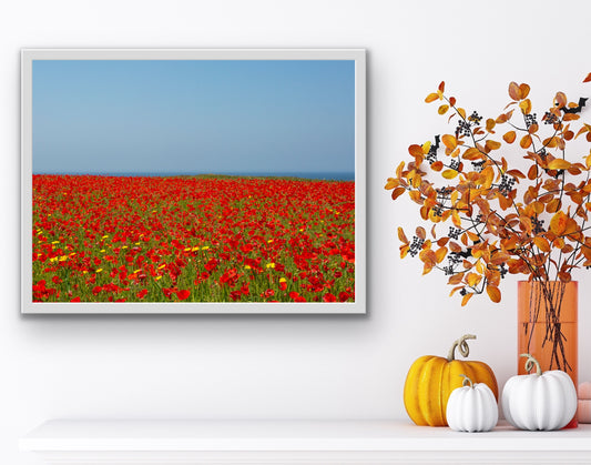 Poppy Field and Cornish Blue Sky