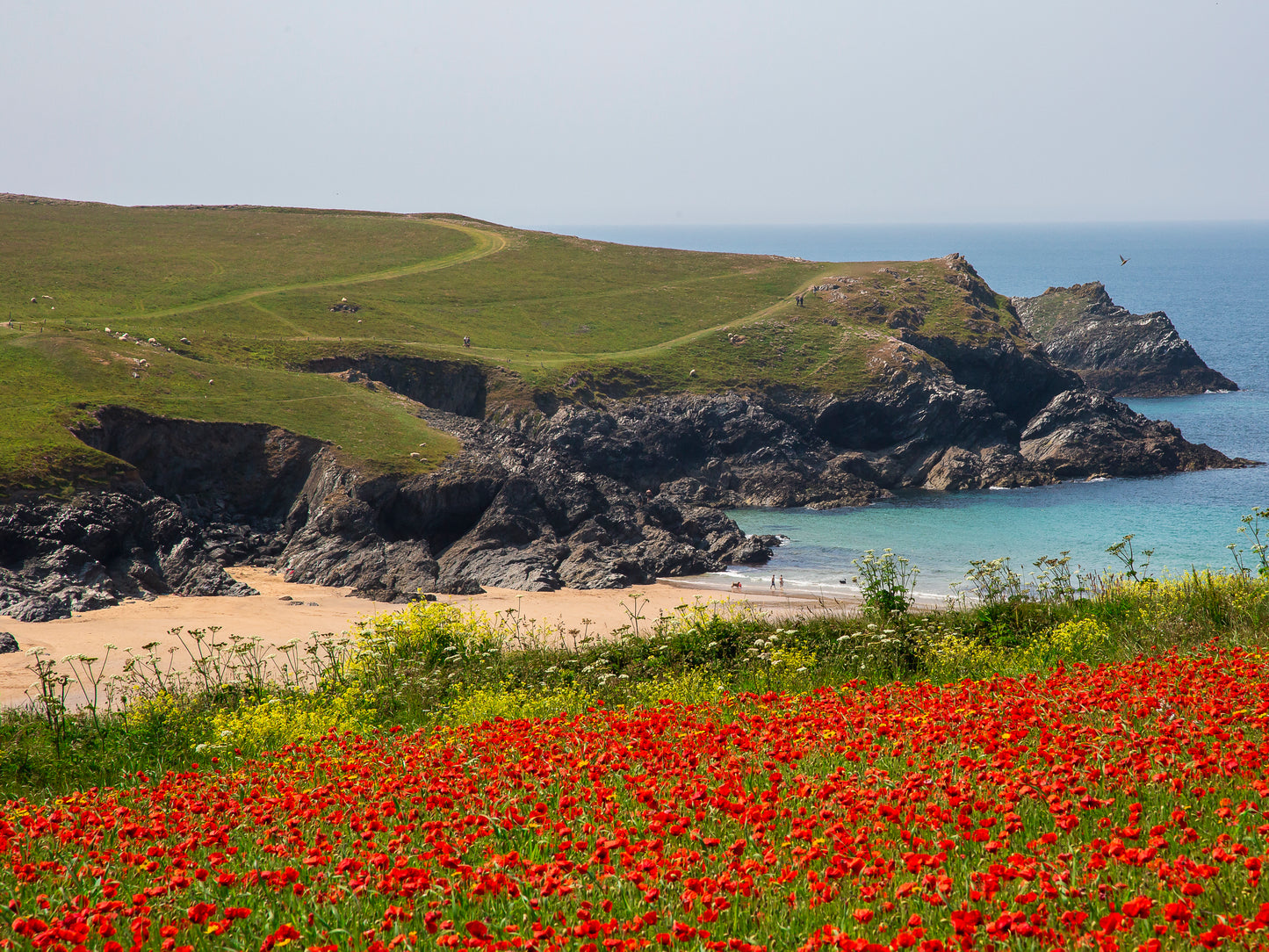 Poppies of Pentire /Polly joke Beach Cornwall Print