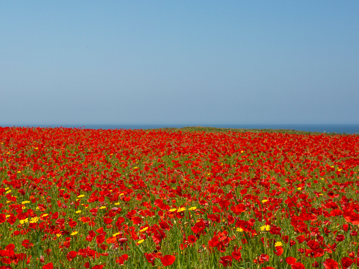 Poppy Field and Cornish Blue Sky